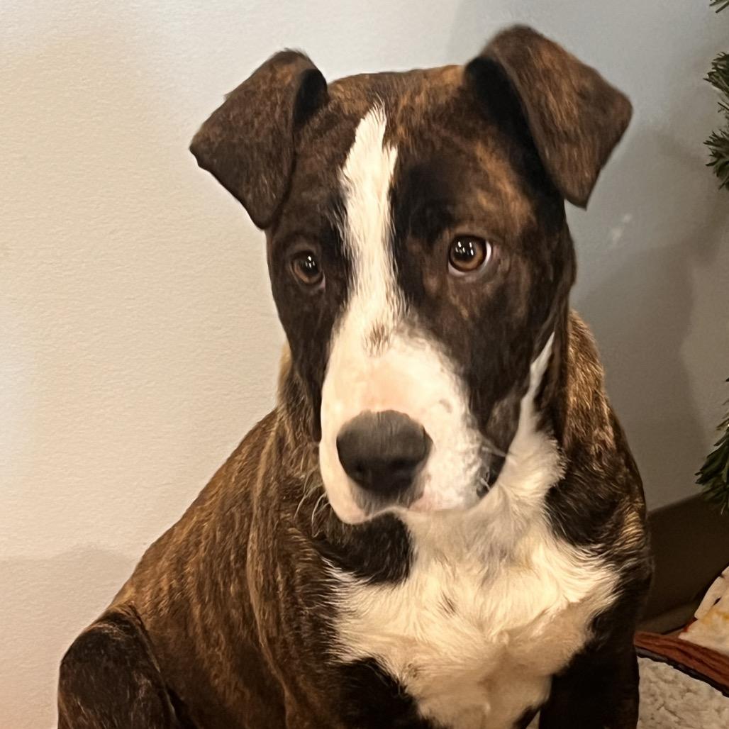 Dawn, a Adoptable mixed breed in North Battleford, SK image 2/6