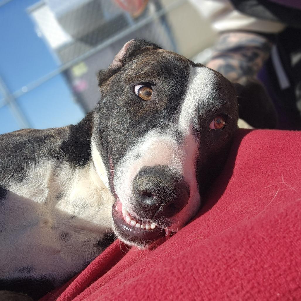 Dawn, Adoptable, Young Female Pit Bull Terrier & Mixed Breed.