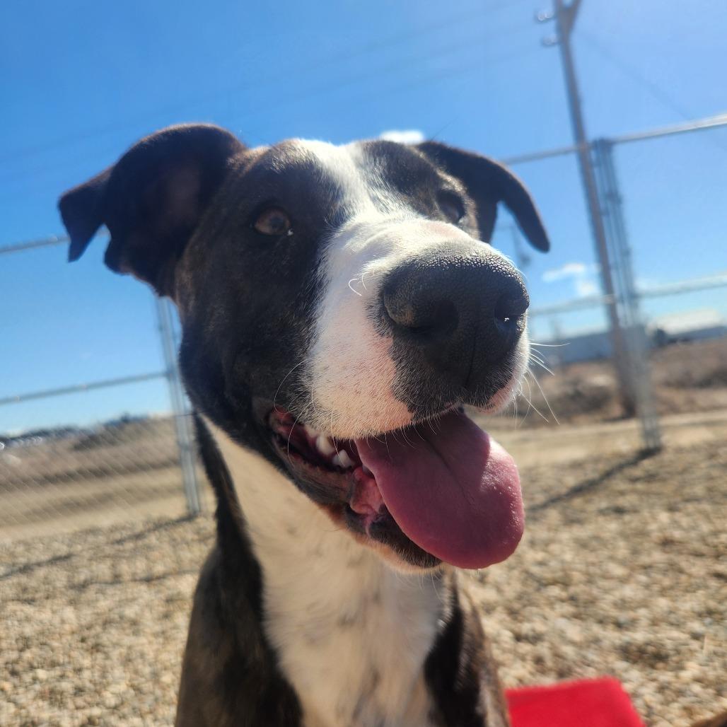 Enlarge Dawn, a Adoptable mixed breed in North Battleford, SK image 4/6
