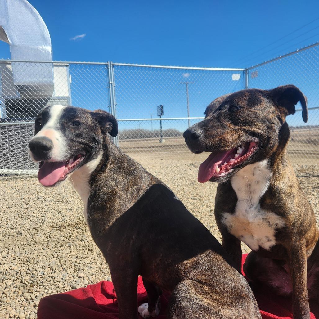 Enlarge Dawn, a Adoptable mixed breed in North Battleford, SK image 5/6