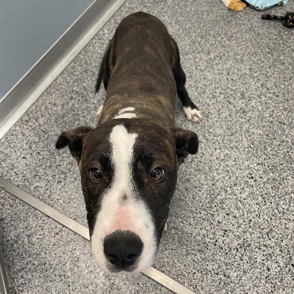 Dawn, a Adoptable mixed breed in North Battleford, SK image 3/6