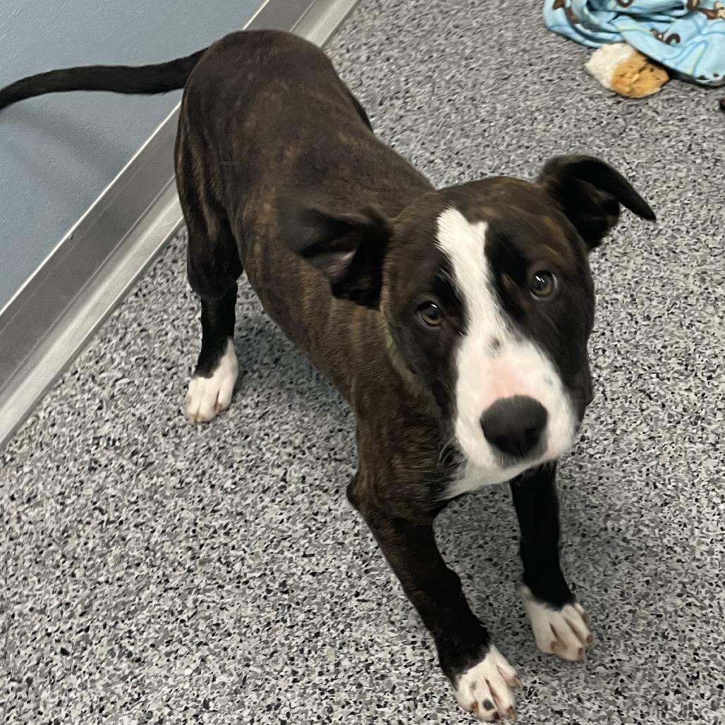 Dawn, a Adoptable mixed breed in North Battleford, SK image 4/6