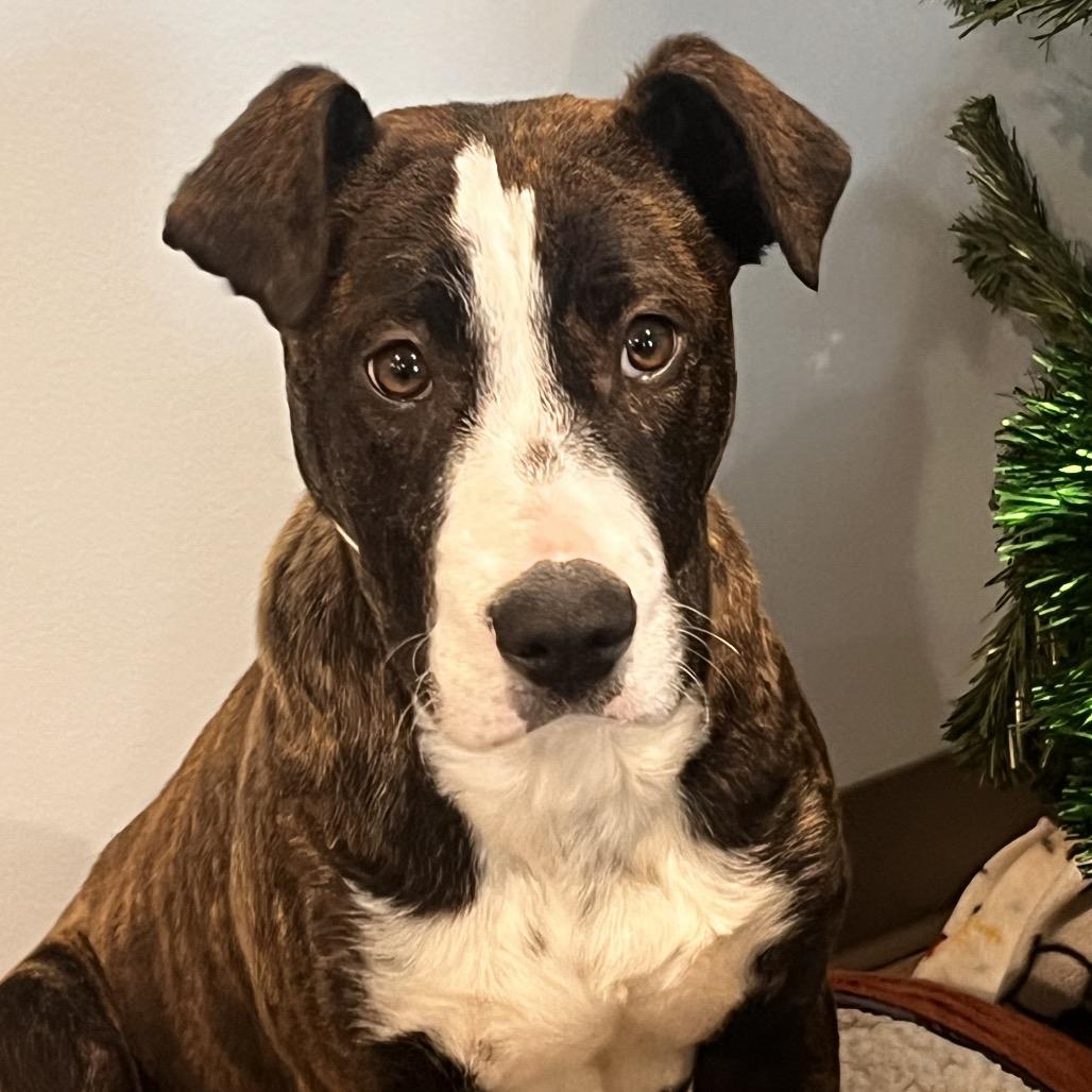 Dawn, a Adoptable mixed breed in North Battleford, SK image 5/6