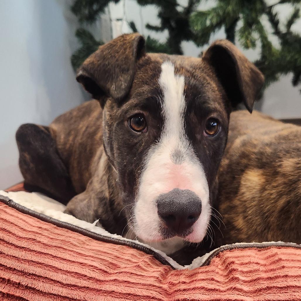 Dawn, a Adoptable mixed breed in North Battleford, SK image 6/6