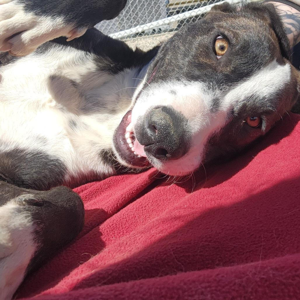 Enlarge Dawn, a Adoptable mixed breed in North Battleford, SK image 6/6