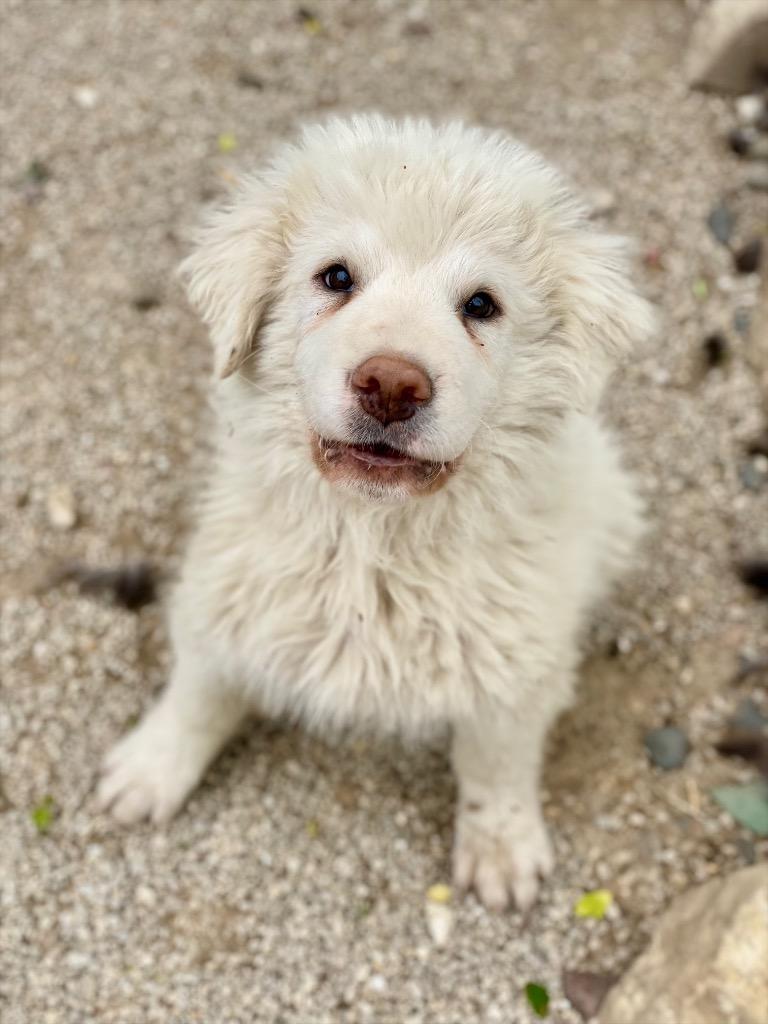 Ralph, Adoptable, Puppy Male Great Pyrenees.