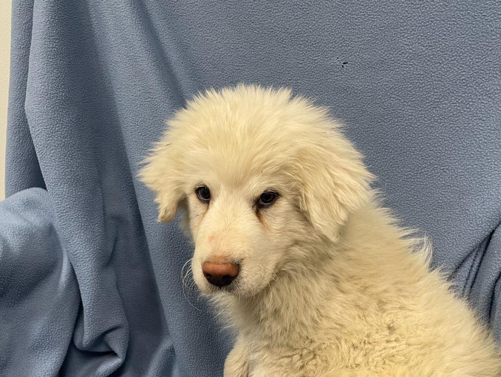 Enlarge Ralph, a Adoptable Great Pyrenees in Decorah, IA image 2/2