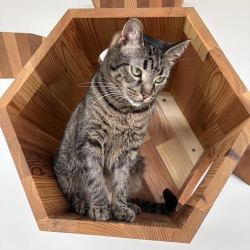 Gertie, Adoptable, Adult Female Domestic Short Hair.