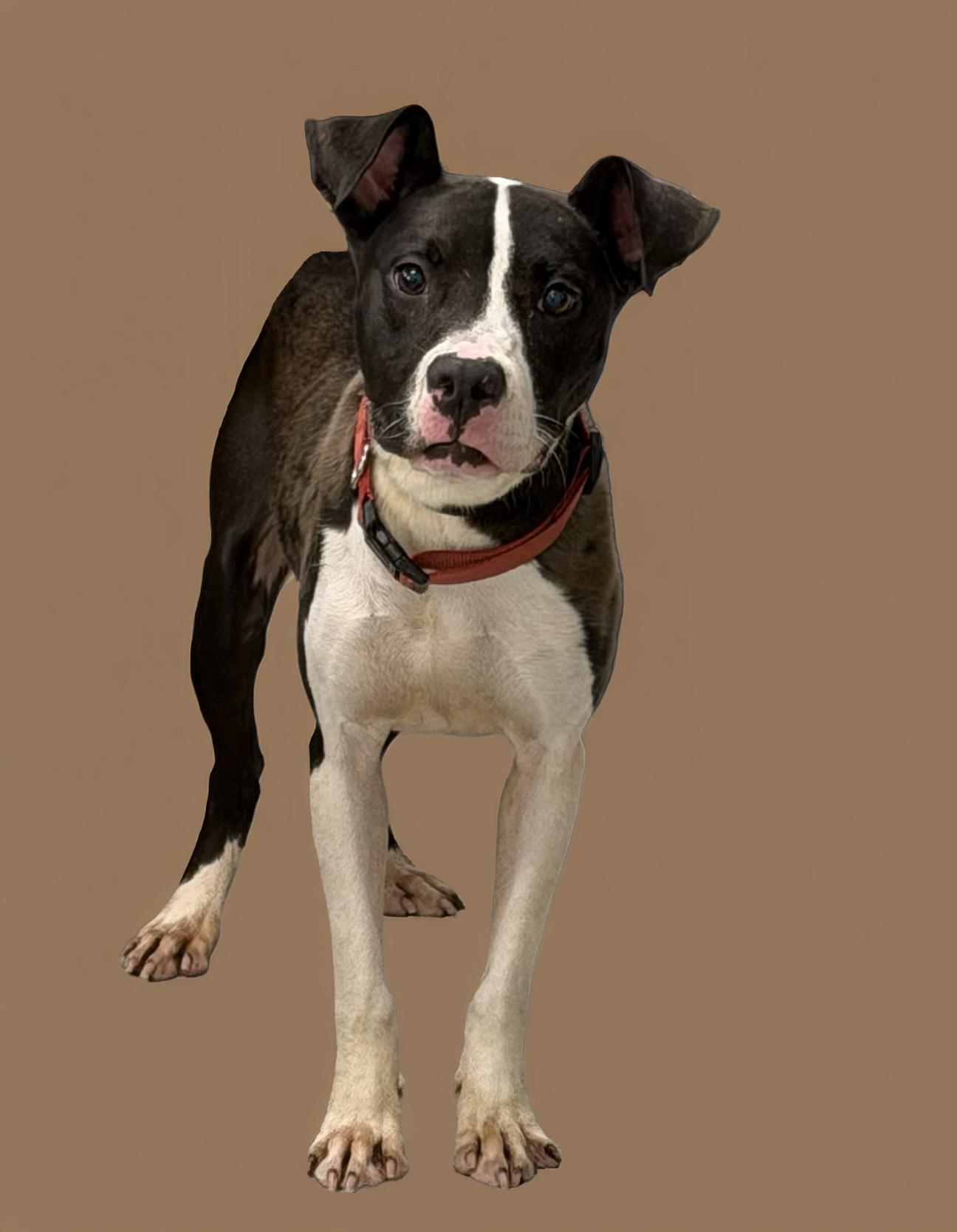 Pickle, ADOPTABLE, Young Female Terrier.