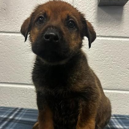 Huckleberry Pie, Adoptable, Adult Male Shepherd & Mixed Breed.