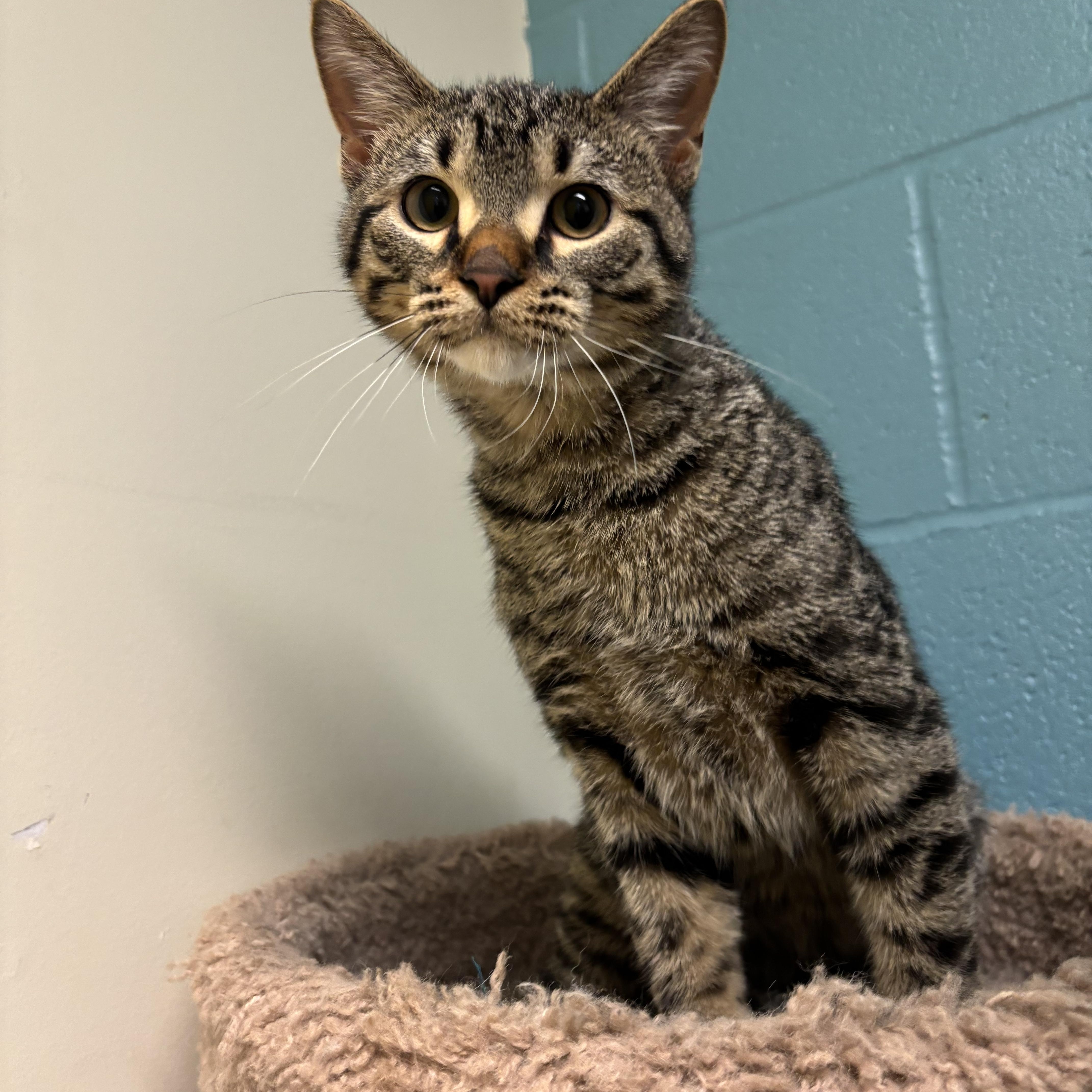 Enlarge Leo, a Adoptable mixed breed in Gladstone, MO image 1/1