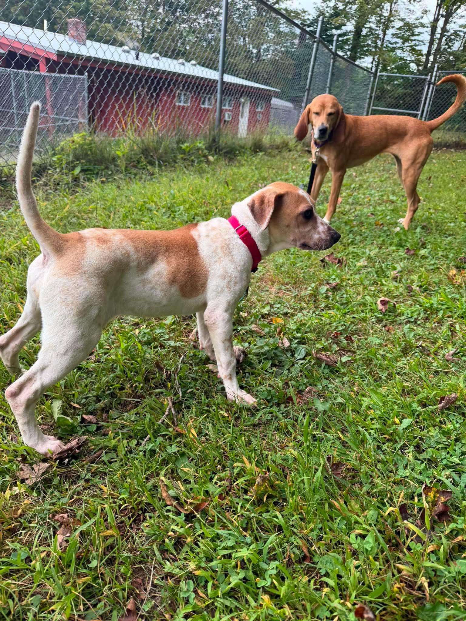 Enlarge Nyra, a ADOPTABLE mixed breed in Springfield, VT image 2/5