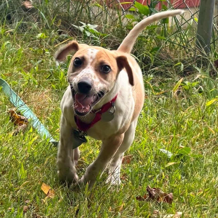 Enlarge Nyra, a ADOPTABLE mixed breed in Springfield, VT image 4/5