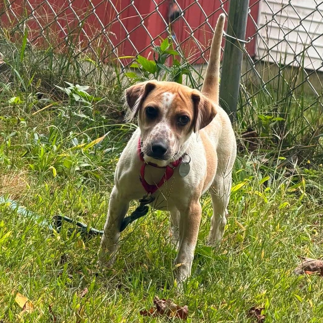 Enlarge Nyra, a ADOPTABLE mixed breed in Springfield, VT image 3/5