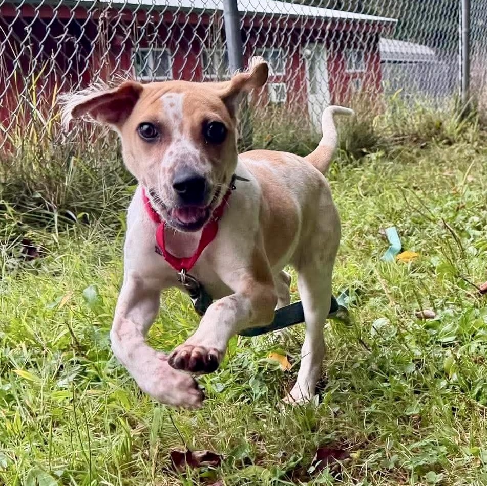 Nyra, ADOPTABLE, Puppy Female Spaniel.