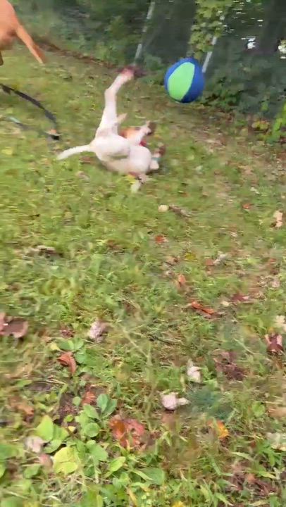 Enlarge Nyra, a ADOPTABLE mixed breed in Springfield, VT video 5/5