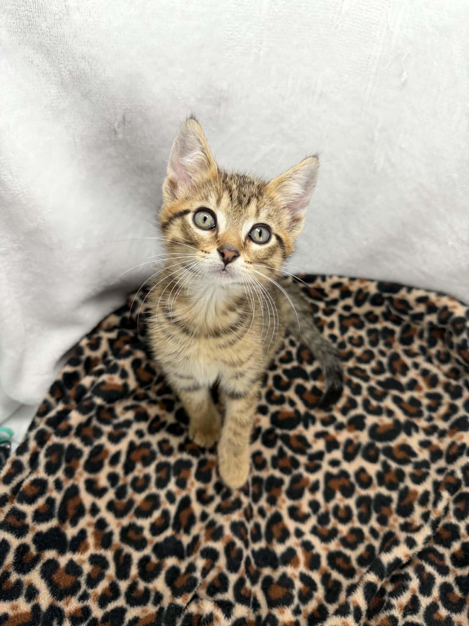 Camden, adopted, Kitten Male Tabby.