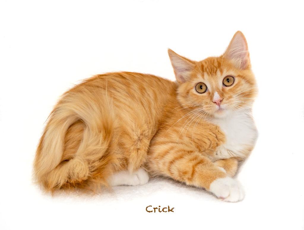 Crick, Adoptable, Kitten Male Domestic Short Hair.
