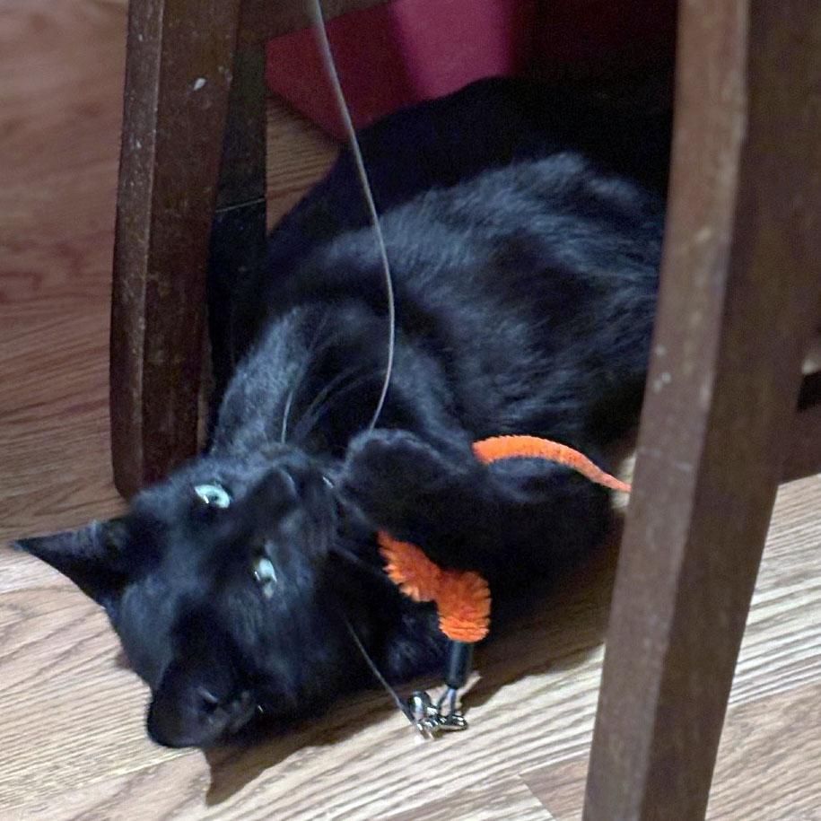 Surf, a ADOPTABLE Domestic Short Hair in Fair Haven, VT image 4/5