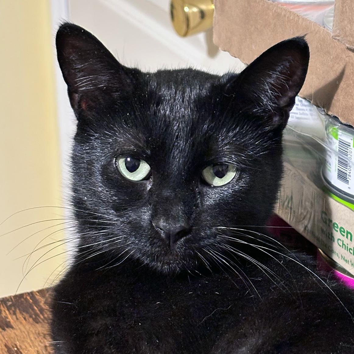 Surf, a ADOPTABLE Domestic Short Hair in Fair Haven, VT image 1/5