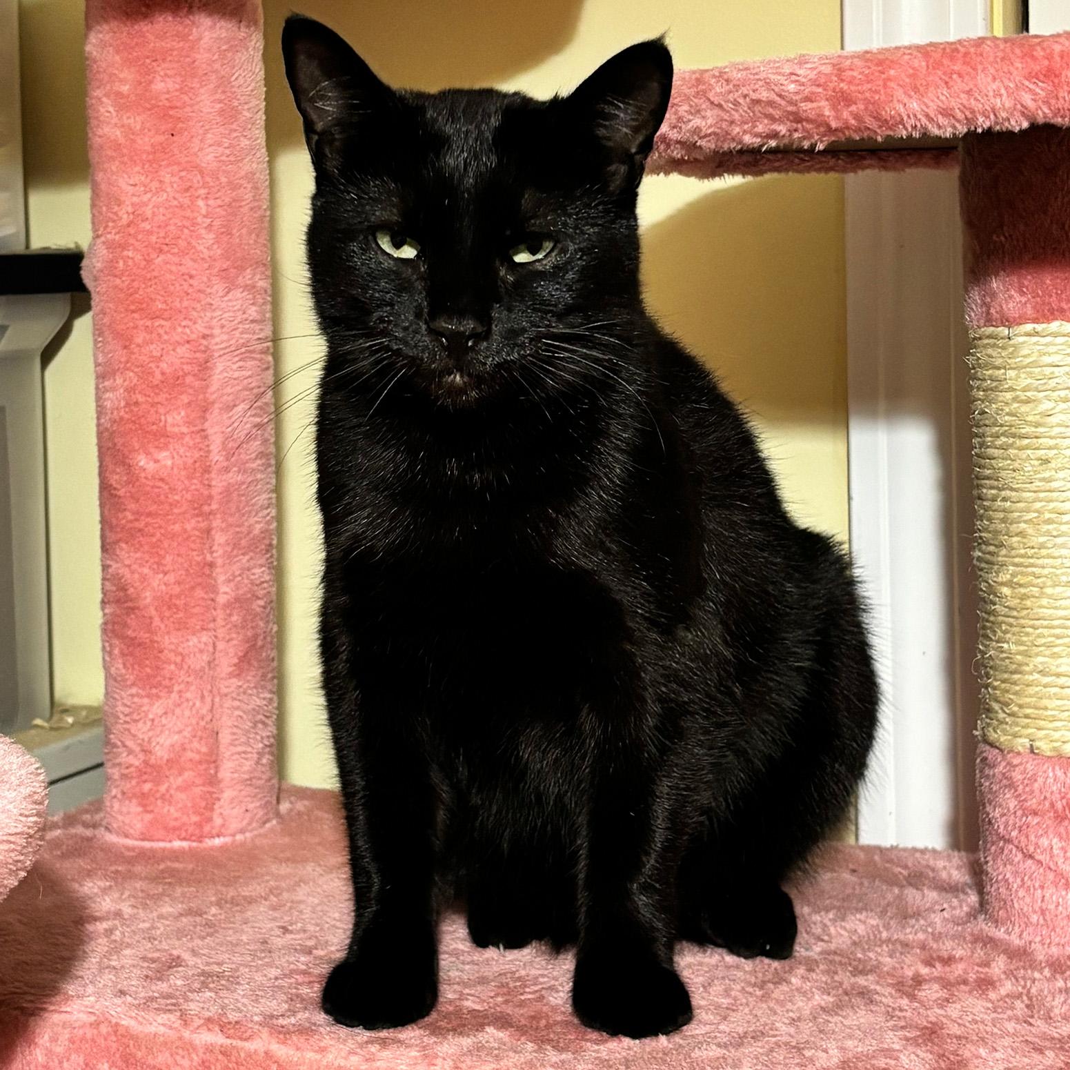 Surf, a ADOPTABLE Domestic Short Hair in Fair Haven, VT image 1/6