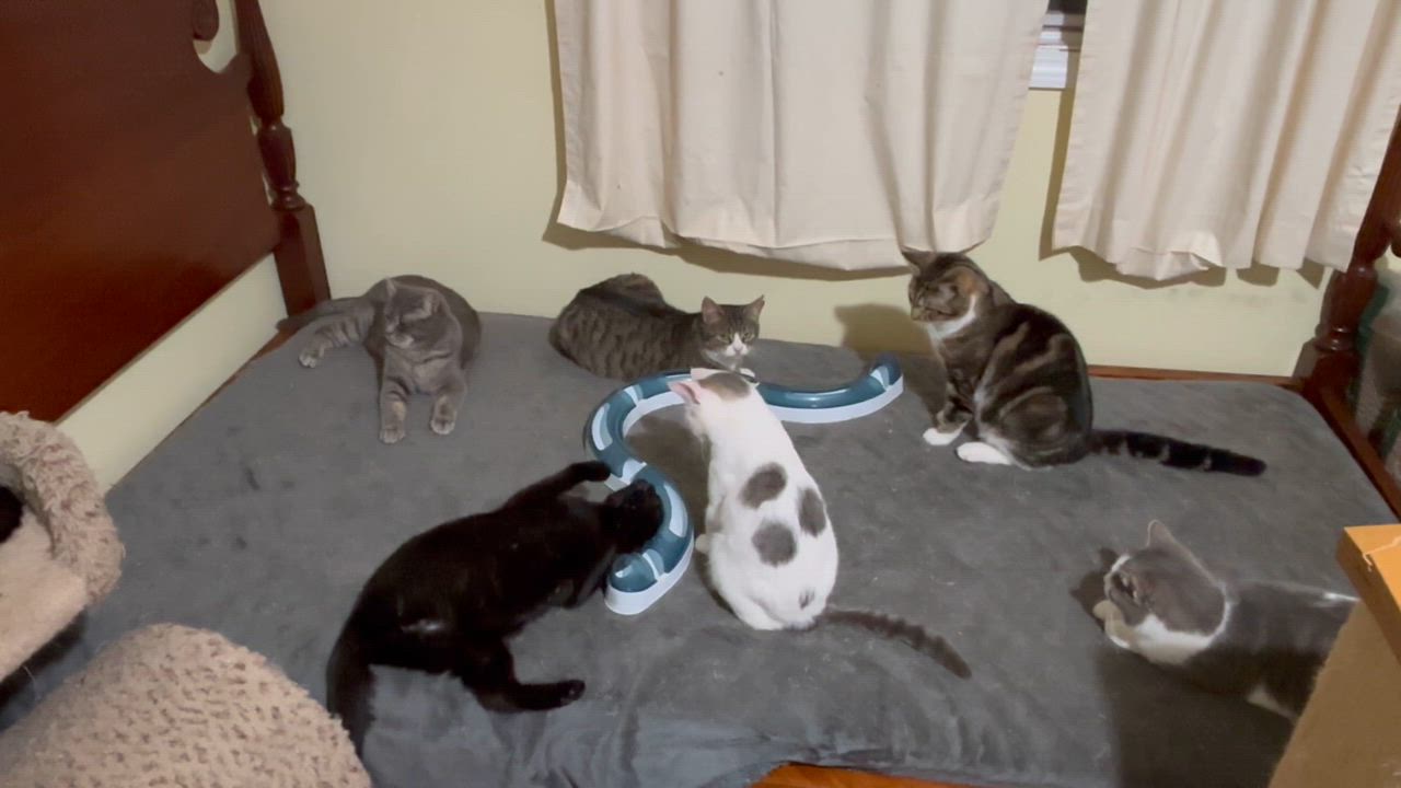 Enlarge Surf, a ADOPTABLE Domestic Short Hair in Fair Haven, VT video 5/5