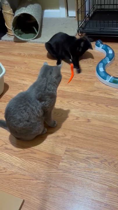 Enlarge Surf, a ADOPTABLE Domestic Short Hair in Fair Haven, VT video 3/5
