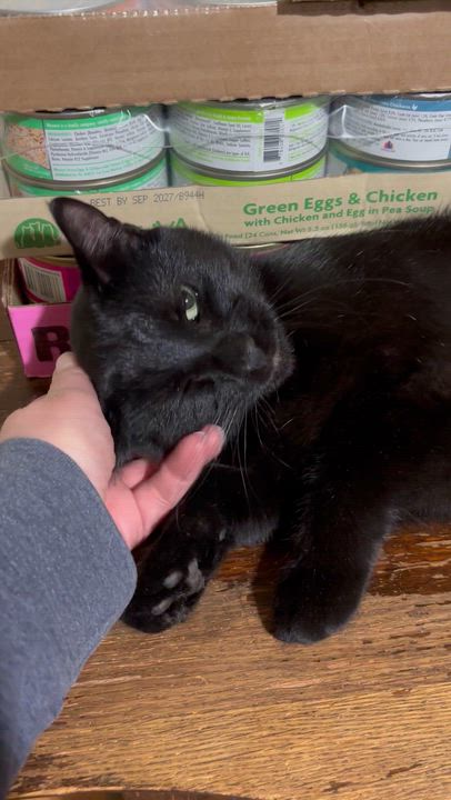 Enlarge Surf, a ADOPTABLE Domestic Short Hair in Fair Haven, VT video 2/5