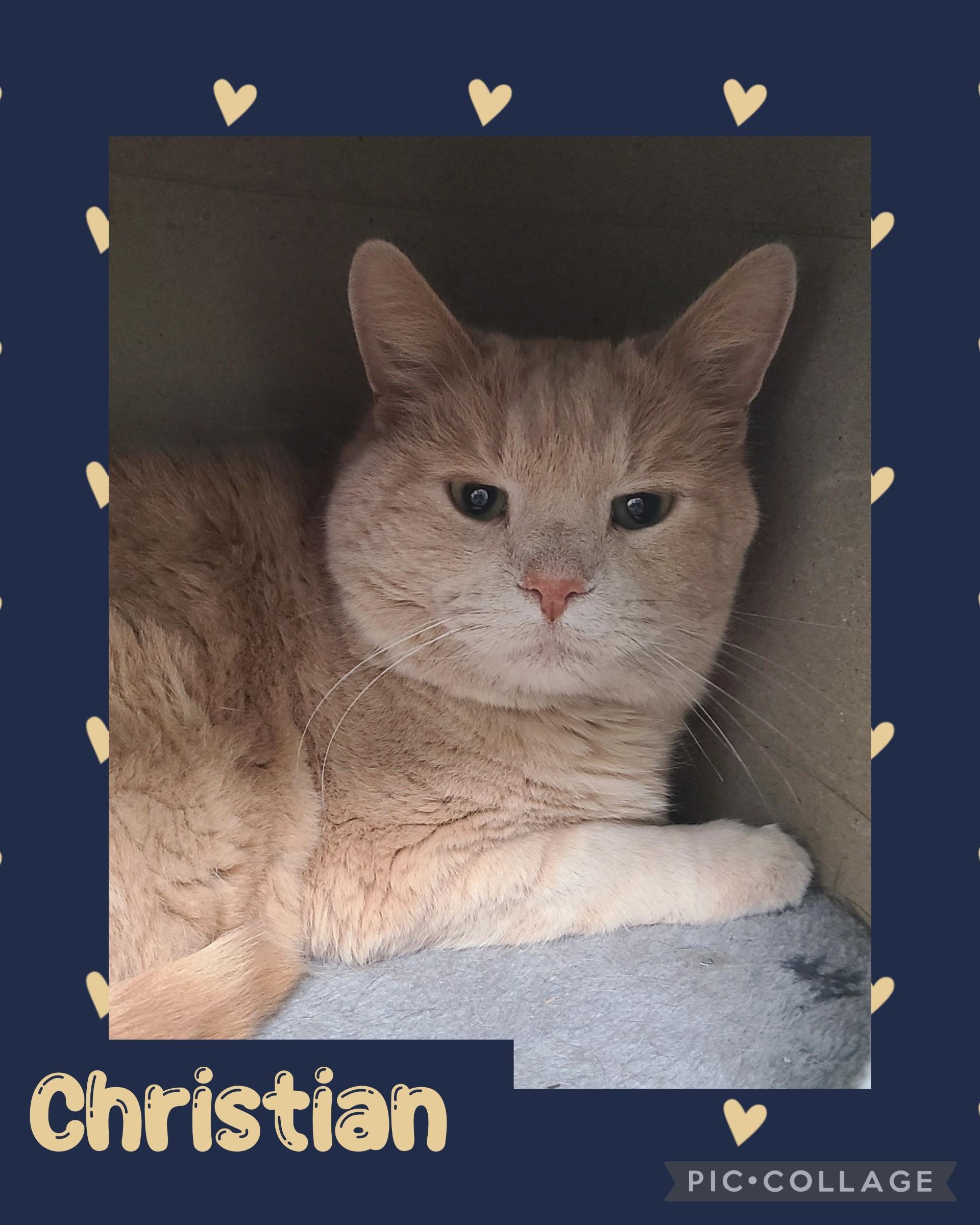 Enlarge Christian, a ADOPTABLE Domestic Short Hair in Iron River, MI image 1/1