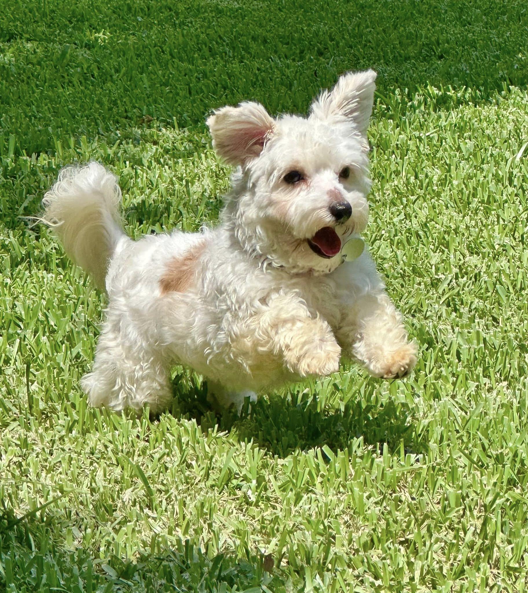 Enlarge Calvin (ADOPTION PENDING), an adopted mixed breed in Gonzales, LA image 1/1