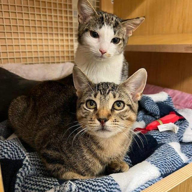 Hayden bonded Harper, a Adoptable Domestic Short Hair in Middle Village, NY image 1/5