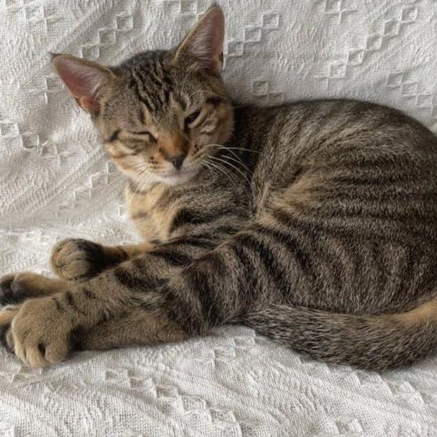 Hayden bonded Harper, a Adoptable Domestic Short Hair in Middle Village, NY image 2/5