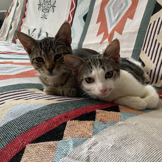 Hayden bonded Harper, a Adoptable Domestic Short Hair in Middle Village, NY image 3/5