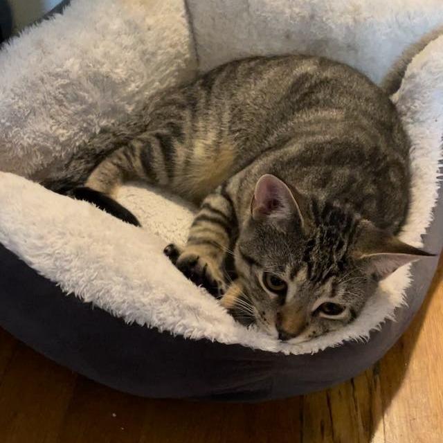 Hayden bonded Harper, a Adoptable Domestic Short Hair in Middle Village, NY image 4/5