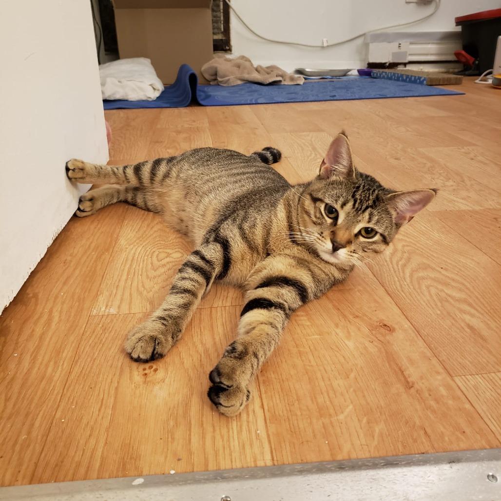 Hayden bonded Harper, a Adoptable Domestic Short Hair in Middle Village, NY image 5/5