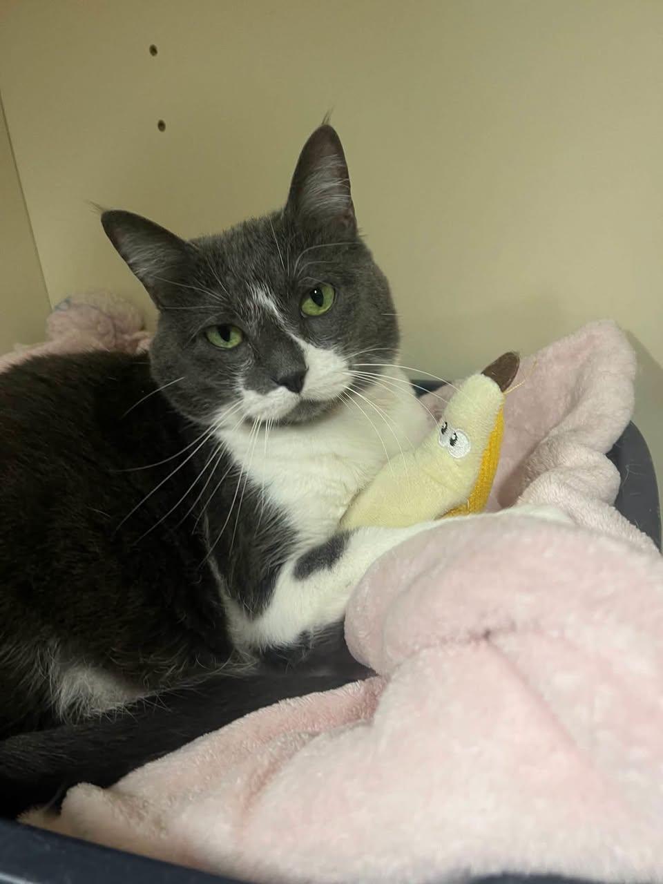 Enlarge Stella, a Adoptable Domestic Short Hair in Davenport, IA image 2/2