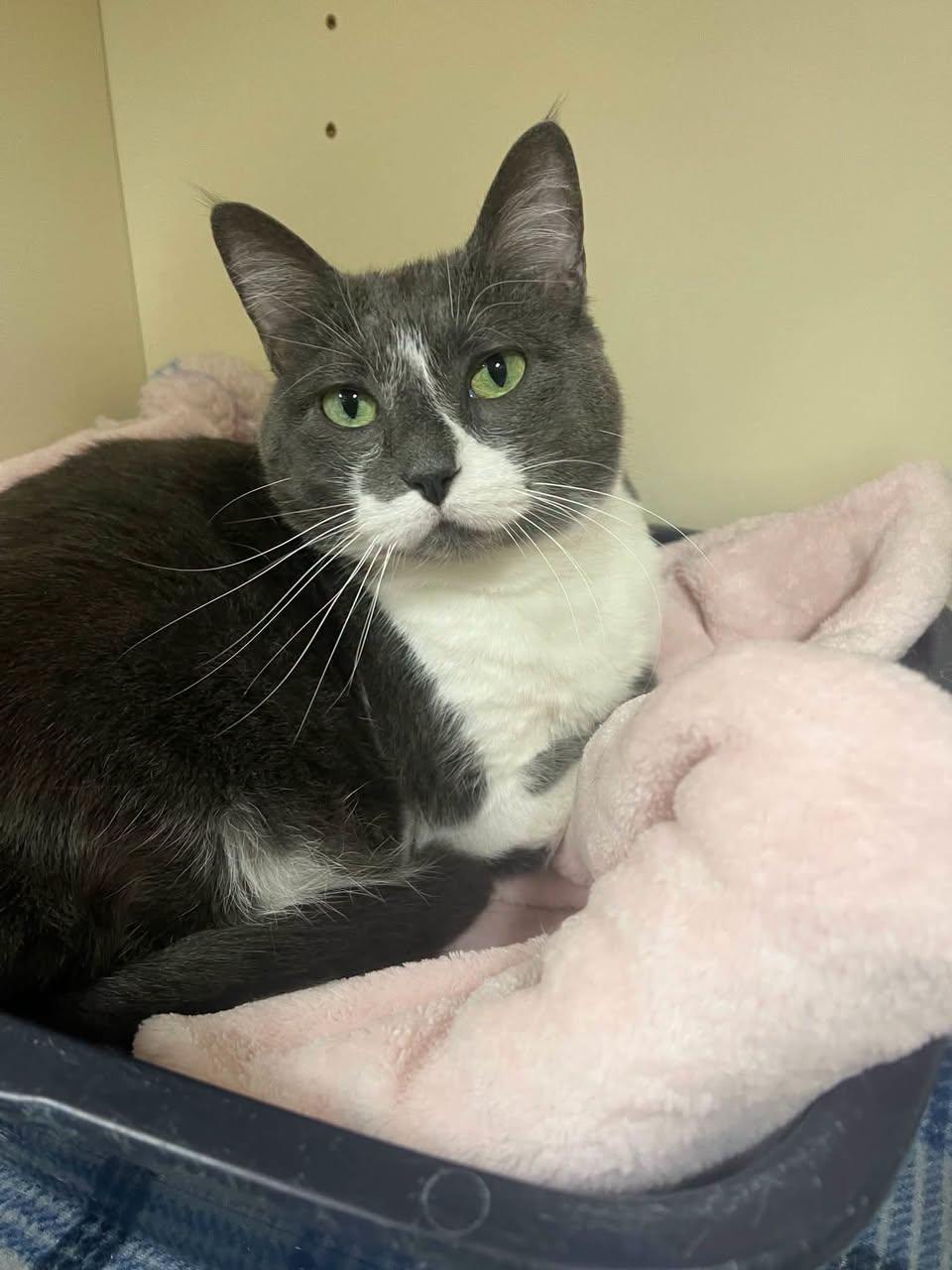Stella, Adoptable, Adult Female Domestic Short Hair.