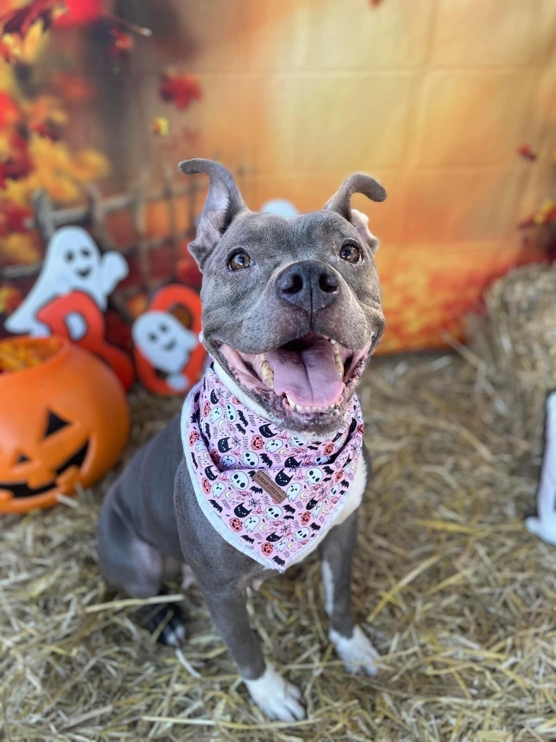 Enlarge Bella, an adoptable American Staffordshire Terrier in Winter haven, FL image 2/6