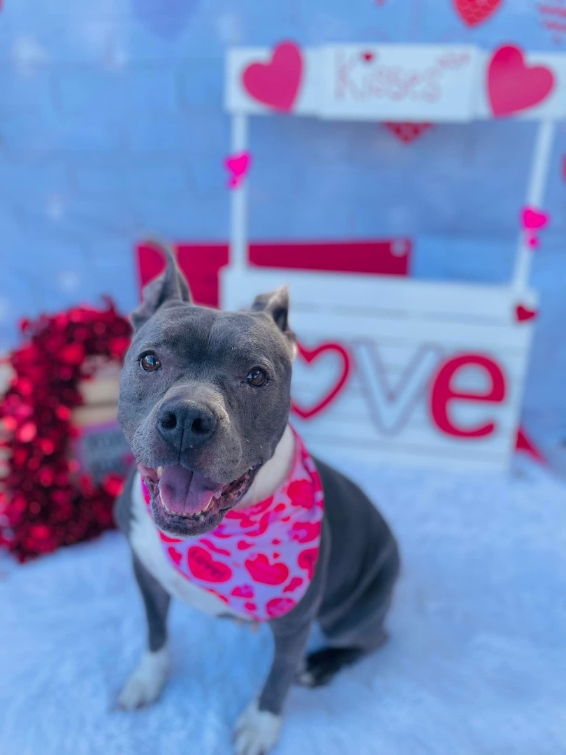 Enlarge Bella, an adoptable American Staffordshire Terrier in Winter haven, FL image 3/6