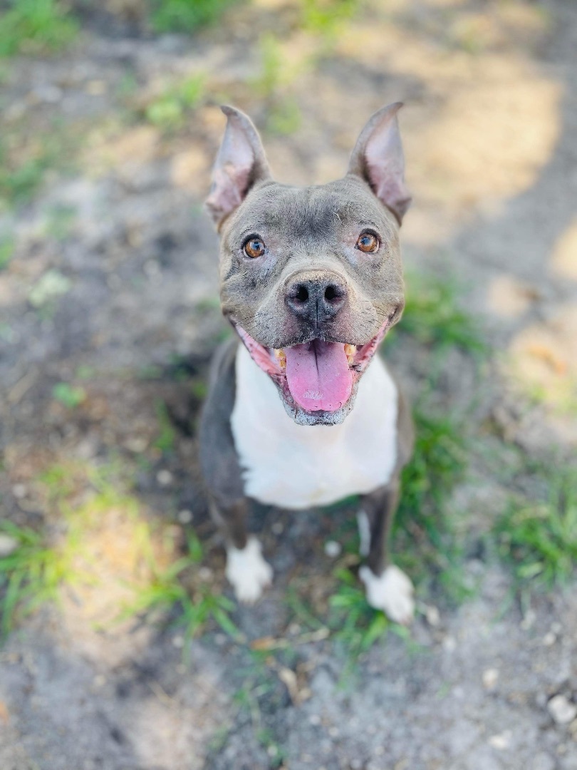 Enlarge Bella, an adoptable American Staffordshire Terrier in Winter haven, FL image 4/6