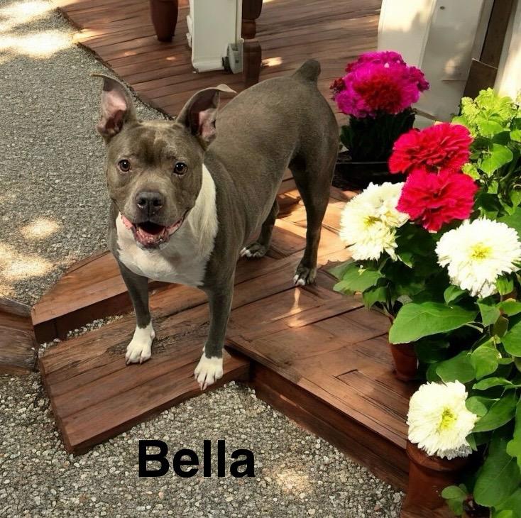 Bella, adoptable, Young Female American Staffordshire Terrier.