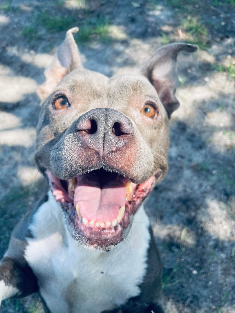 Enlarge Bella, an adoptable American Staffordshire Terrier in Winter haven, FL image 5/6