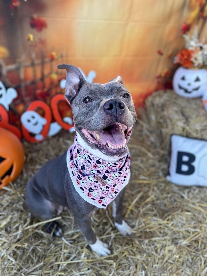 Enlarge Bella, an adoptable American Staffordshire Terrier in Winter haven, FL image 6/6