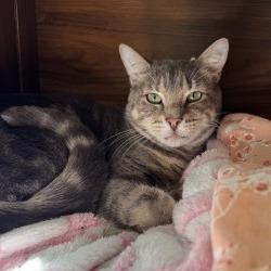 Enlarge Chase, a Adoptable Domestic Short Hair in Boston, MA image 2/2
