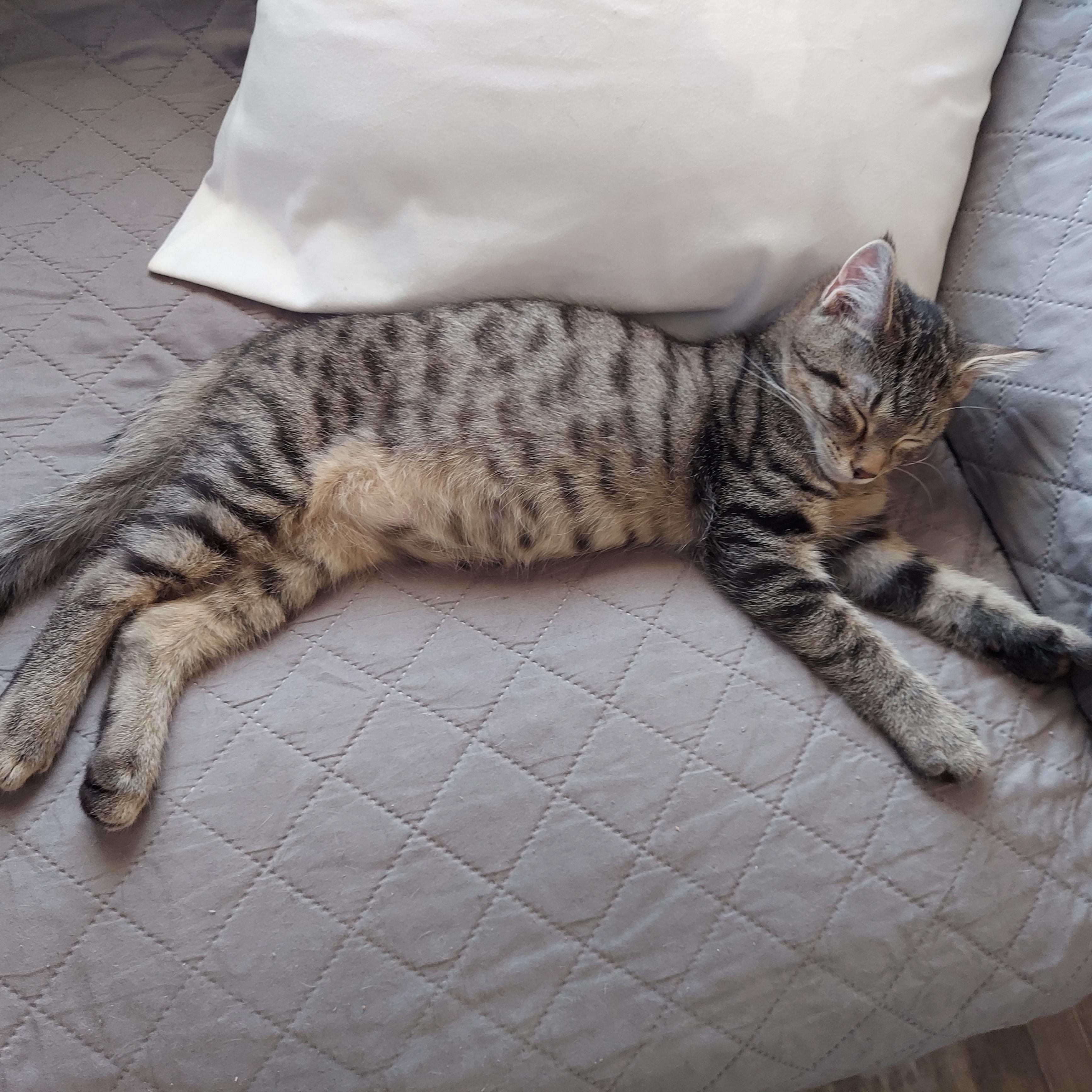 Enlarge Bourbon, a Adoptable Domestic Short Hair in Morgantown, WV image 3/4