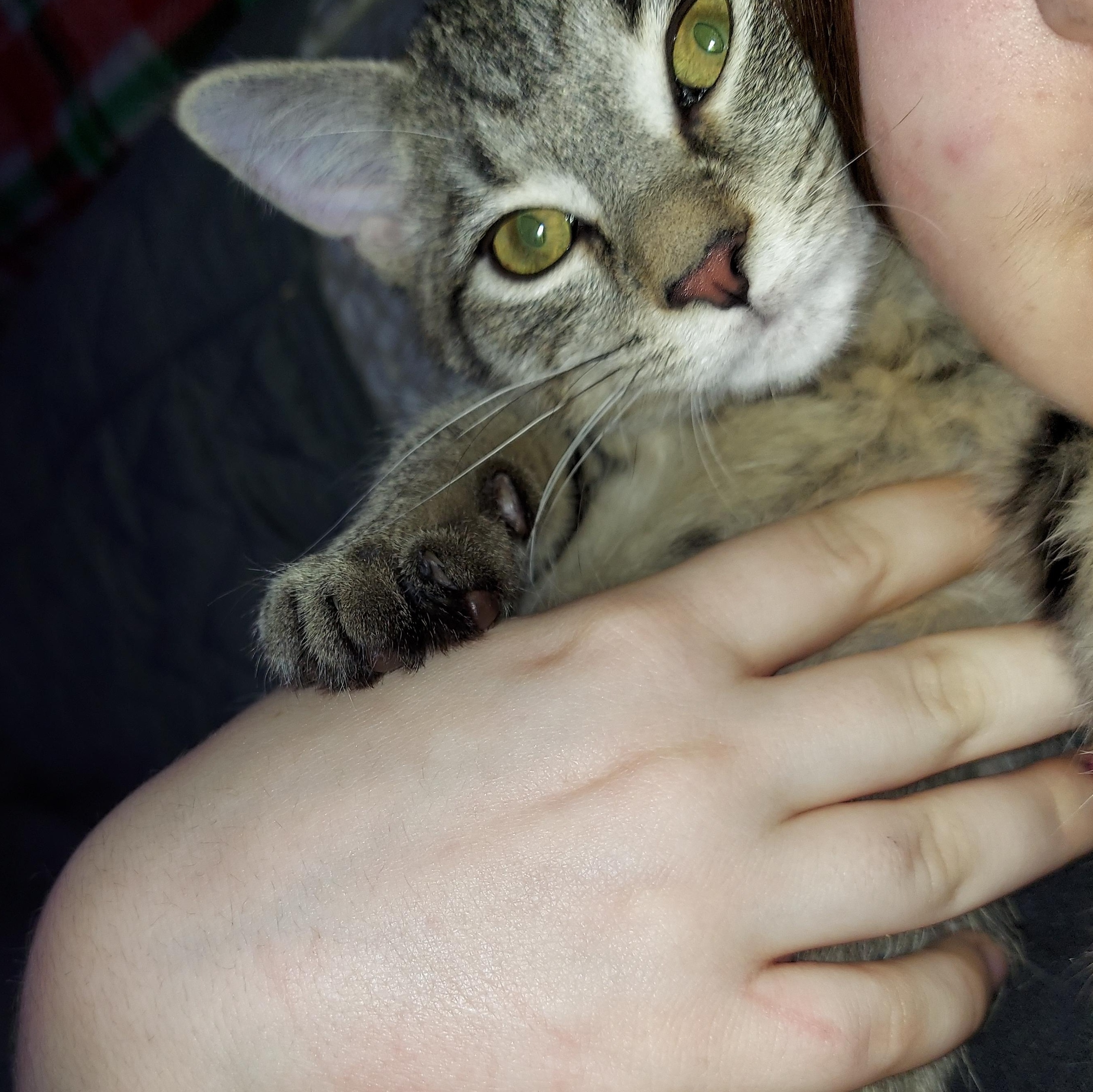 Bourbon, Adoptable, Kitten Male Domestic Short Hair.