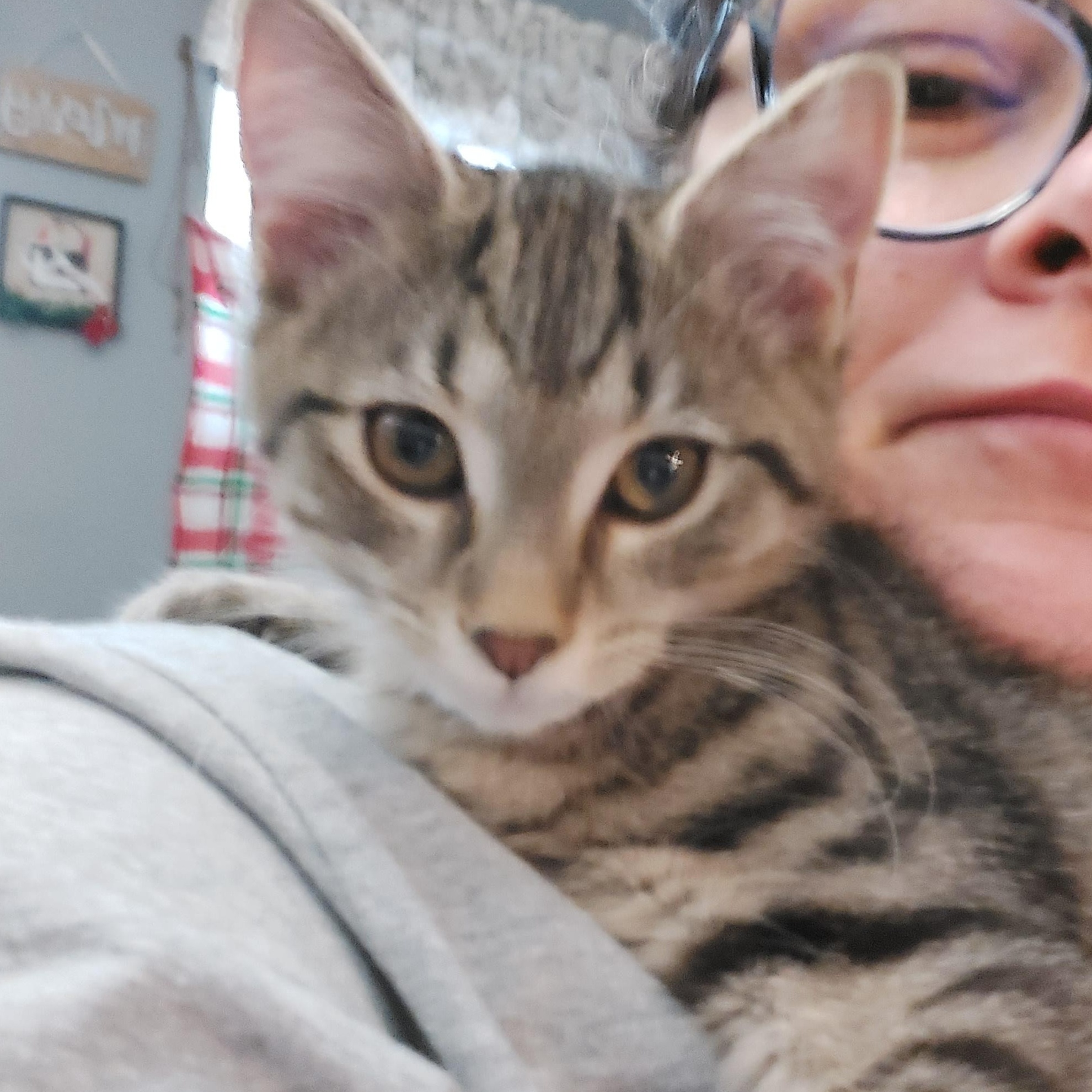 Enlarge Bourbon, a Adoptable Domestic Short Hair in Morgantown, WV image 4/4