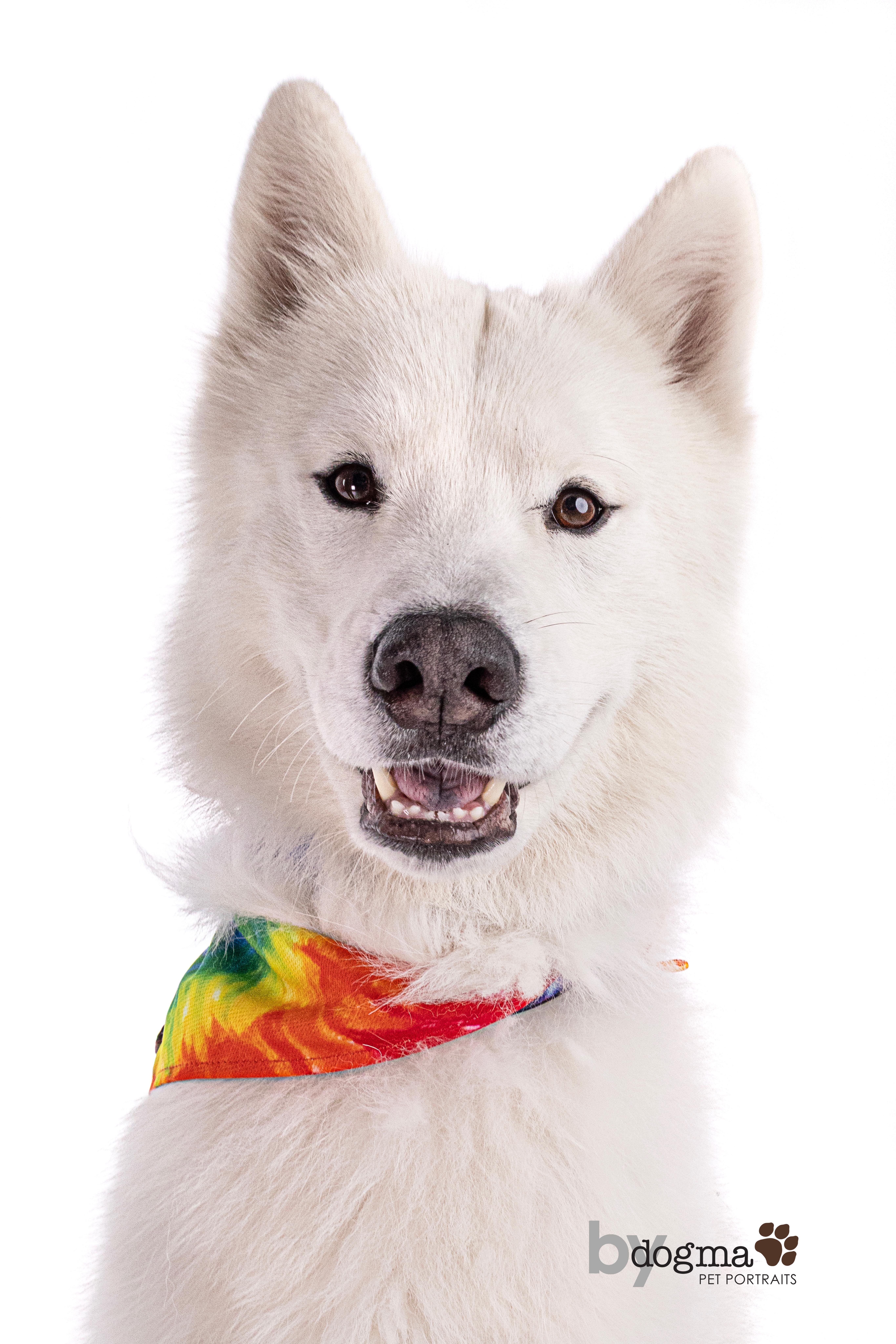 Rowan, Adoptable, Young Male Samoyed.