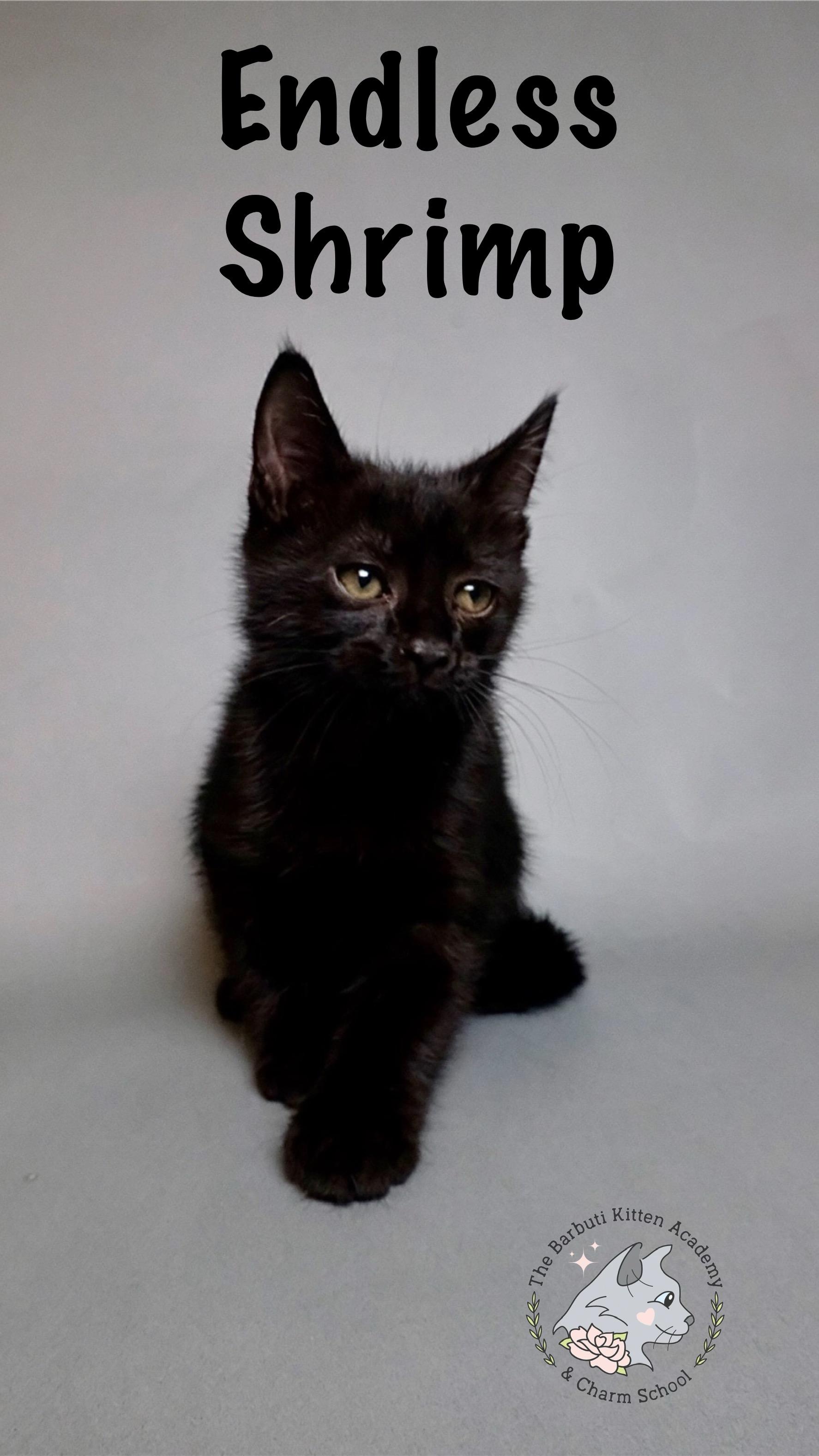 Endless Shrimp, adopted, Kitten Male Domestic Short Hair.