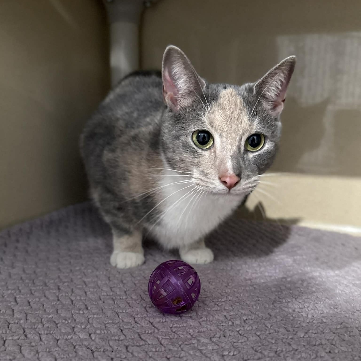 Enlarge Salsa, a ADOPTABLE mixed breed in Penn Yan, NY image 4/4